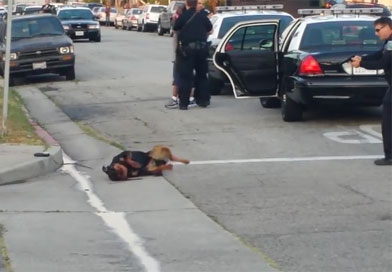 Police in Hawthorne, CA shoot dog